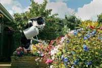 Идеальный кот поливает цветы