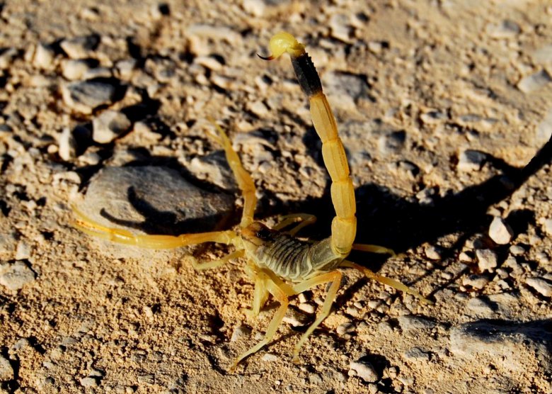 Лечение ядами: желтый скорпион