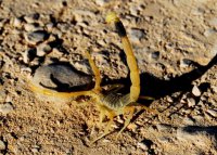 Лечение ядами: желтый скорпион