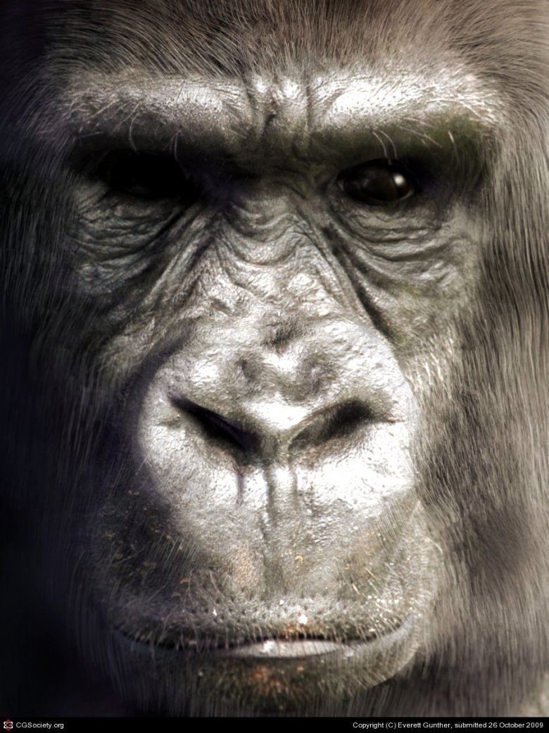 Реальная фотография или компьютерная графика: Gorilla