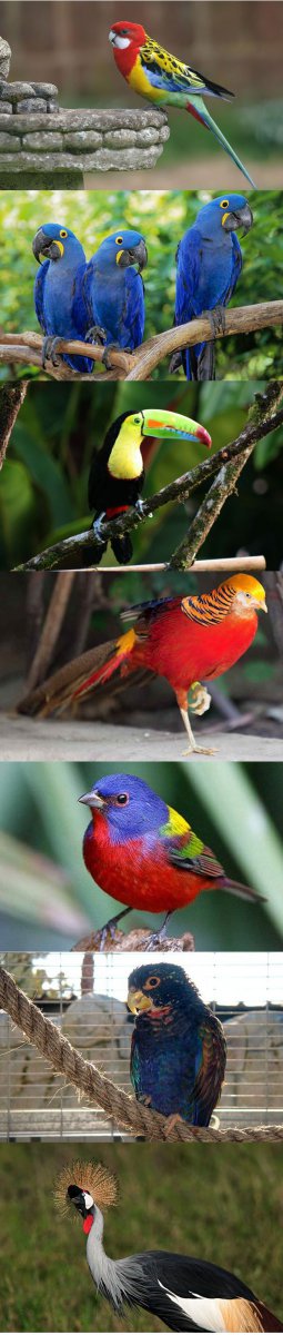 Самые красивые птицы. Часть 1