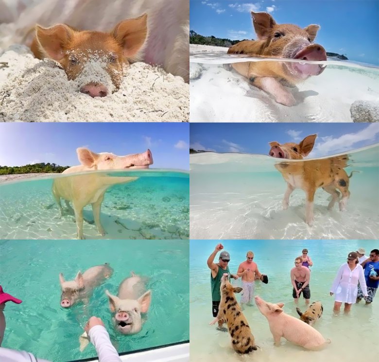 Свинки отдыхают на Багамах