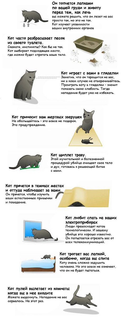 Девять признаков того, что ваш кот хочет вас убить