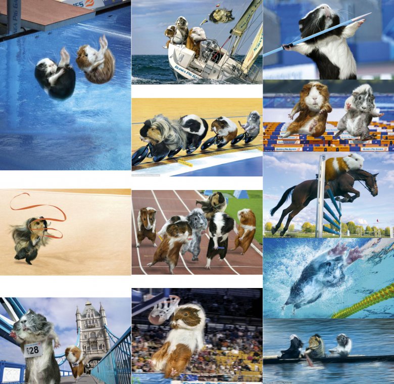 Календарь с морскими свинками к Олимпиаде 2012