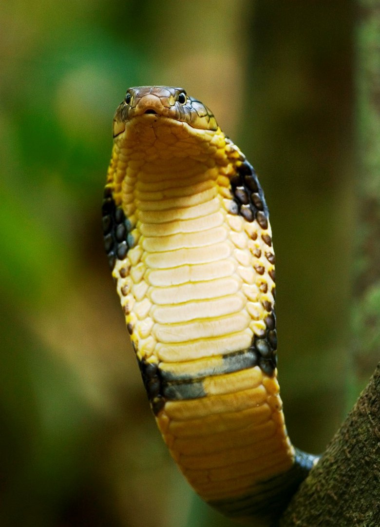 Ядовитые животные: королевская кобра