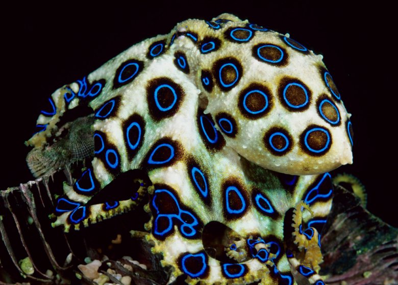 Ядовитые животные: синий кольцевидный осьминог
