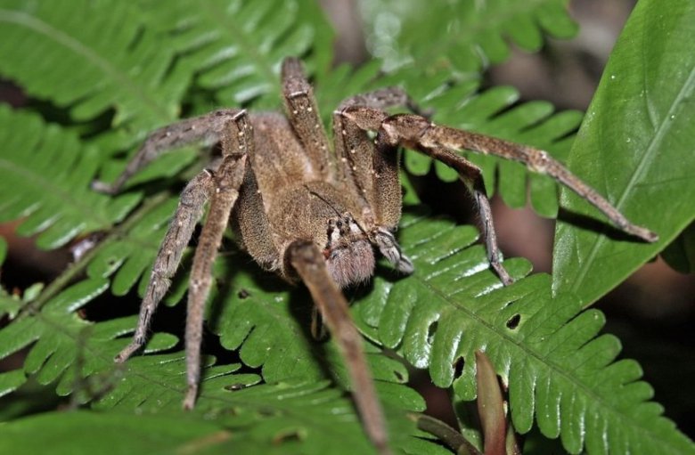 Ядовитые животные: бразильский блуждающий паук