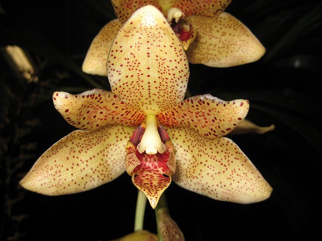 Сорта орхидей: Acineta superba