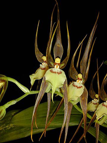 Сорта орхидей: Ada allenii