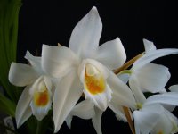 Сорта орхидей:  Coelogyne mooreana