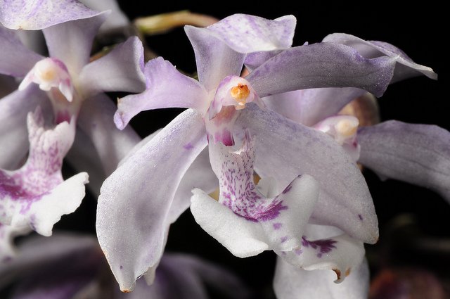 Сорта орхидей: Aganisia cyanea