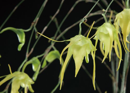 Сорта орхидей: Aeranthes grandiflora