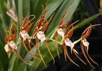 Сорта орхидей: Ada glumacea