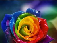 Разноцветные розы своими руками