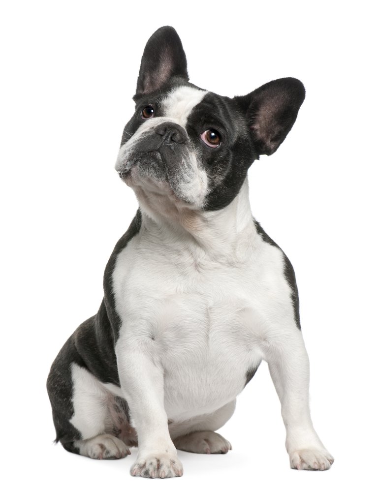 Породы собак, с помощью которых вы могли бы устроить себе свидание: французский бульдог