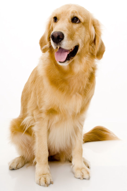Породы собак, с помощью которых вы могли бы устроить себе свидание: золотой ретривер