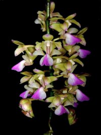 Сорта орхидей: Aerides houlletiana