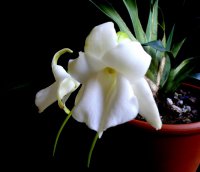 Сорта орхидей: Angraecum magdalenae