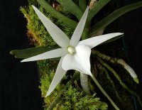 Сорта орхидей: Angraecum didieri