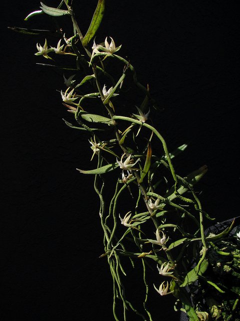 Сорта орхидей: Angraecum erectum