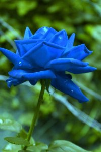 Синяя роза Сантори