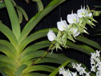 Сорта орхидей: Angraecum eburneum