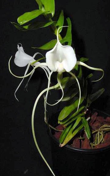 Сорта орхидей: Angraecum germinyanum