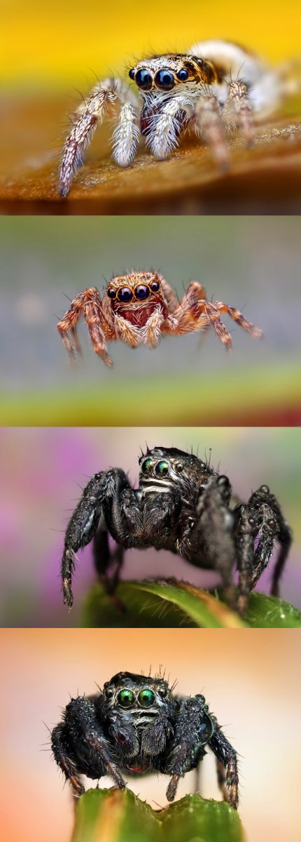Замечательная подборка фотографий пауков