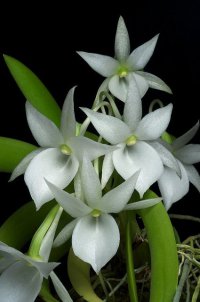 Сорта орхидей: Angraecum leonis