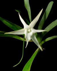 Сорта орхидей: Angraecum sesquipedale
