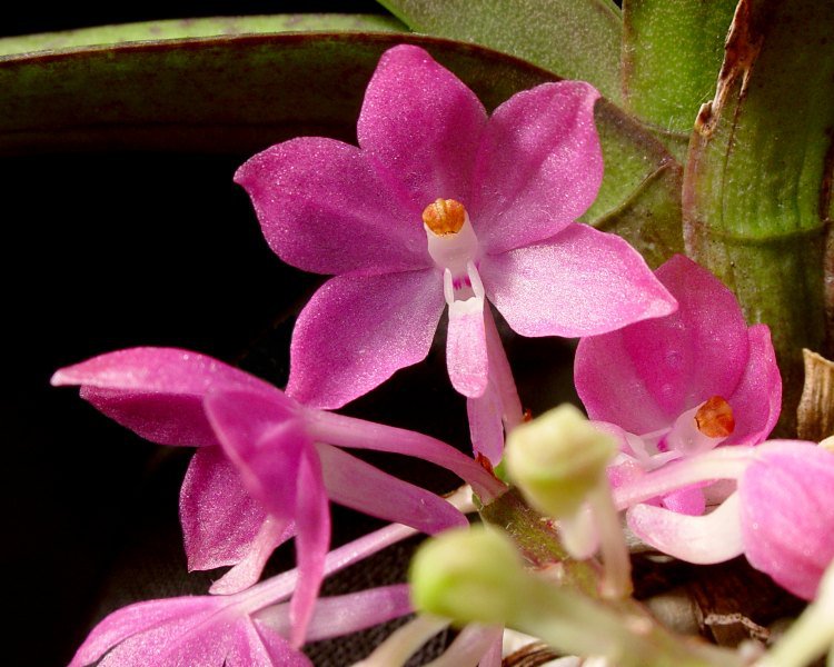 Сорта орхидей: Ascocentrum ampullaceum