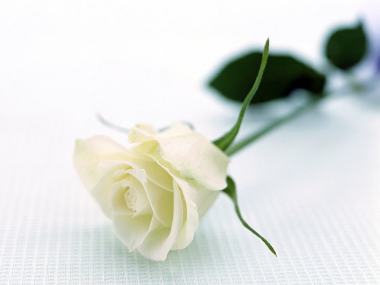 Язык цветов: что значит белая роза