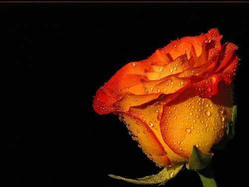 Язык цветов: что значит оранжевая роза