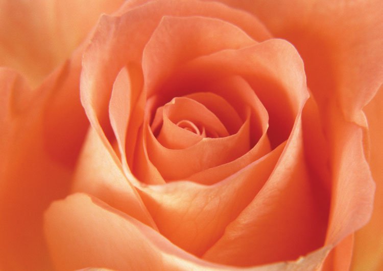 Язык цветов: что значит персиковая роза