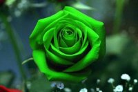 Как вырастить зеленые розы