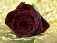 Язык цветов: что значит бордовая роза