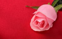 Язык цветов: что значит розовая роза