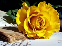 Язык цветов: что значит желтая роза
