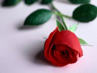 Язык цветов: что значит красная роза