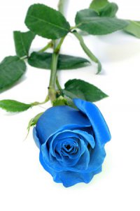 Язык цветов: что значит синяя роза