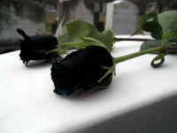 Язык цветов: что значит черная роза