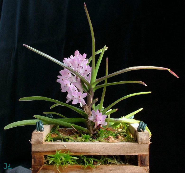 Сорта орхидей: Ascocentrum christensonianum