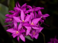 Сорта орхидей: Barkeria skinneri