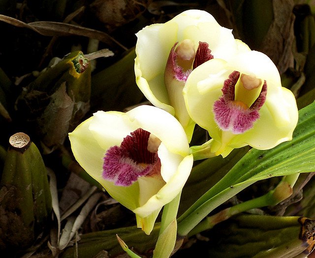 Сорта орхидей: Bifrenaria harrisoniae