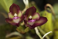 Сорта орхидей: Bifrenaria atropurpurea