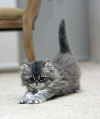 Как определить возраст котенка