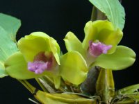 Сорта орхидей: Bifrenaria inodora