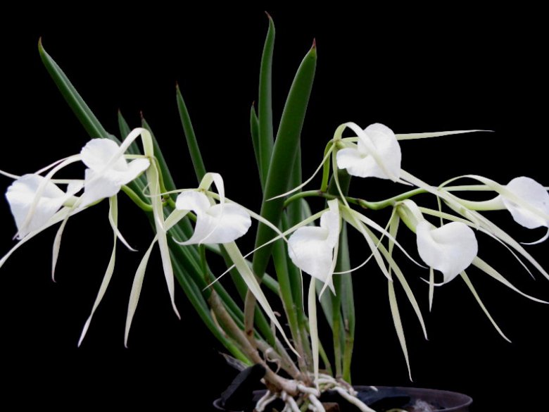 Сорта орхидей: Brassavola nodosa