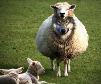 Этот безумный мир: смска от овцы
