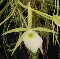 Сорта орхидей: Brassavola tuberculata